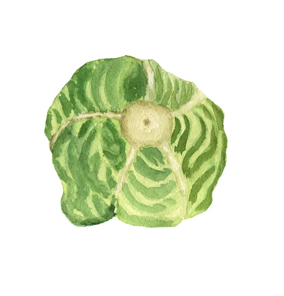 Cabeza verde fresca de col acuarela ilustración — Foto de Stock