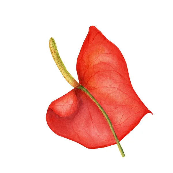 Watercolor red anthurium flower — Stock Photo, Image