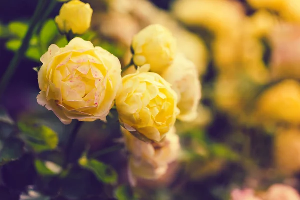 Yellow rose flowers background