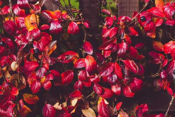 Élénk háttér őszi lila chokeberry levelek — Stock Fotó