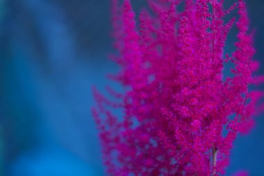 Parlak pembe Astilbe kabarık çiçekler