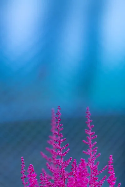 Leuchtend rosa astilbe flauschige Blüten — Stockfoto