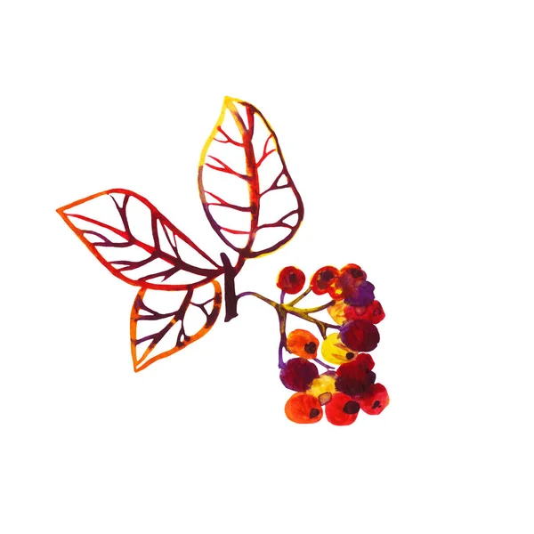 Hand-drawn watercolor multi-colored berries and leaves — Stock Photo, Image