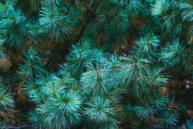 Çam ağacı dallarının mavi arkaplanı