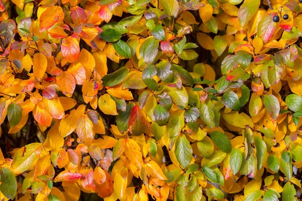 Leuchtend gelbe Herbstblätter der schwarzen Apfelbeere — Stockfoto