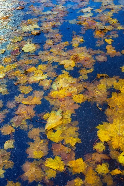 Hojas de arce amarillo sobre asfalto húmedo — Foto de Stock