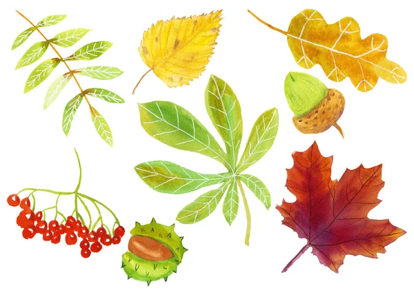 Akvarelové podzimní listí a sbírka ovoce — Stock fotografie