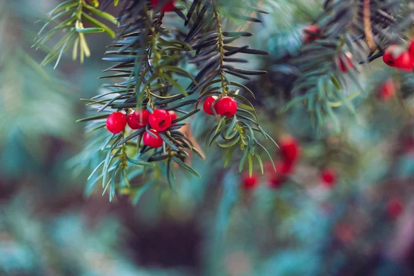 Natürlicher Nadelholzhintergrund von Eibenzweigen und Beeren — Stockfoto