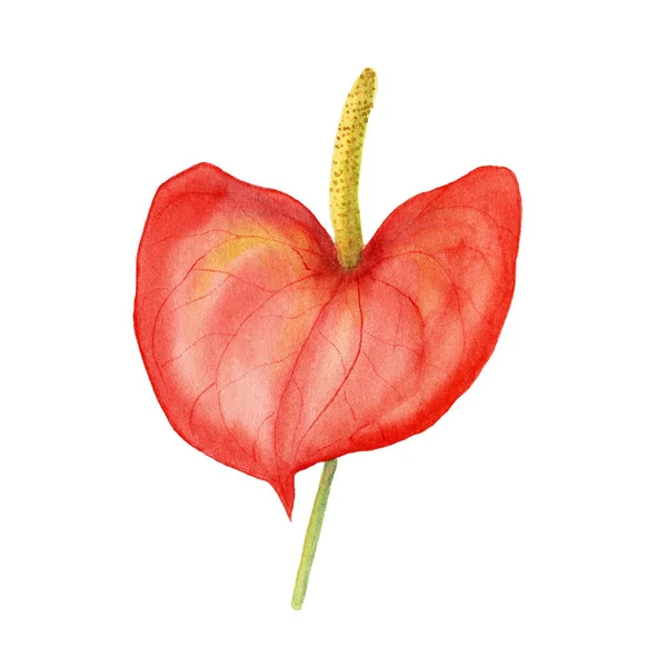 Akvarell röd anthurium blomma — Stockfoto