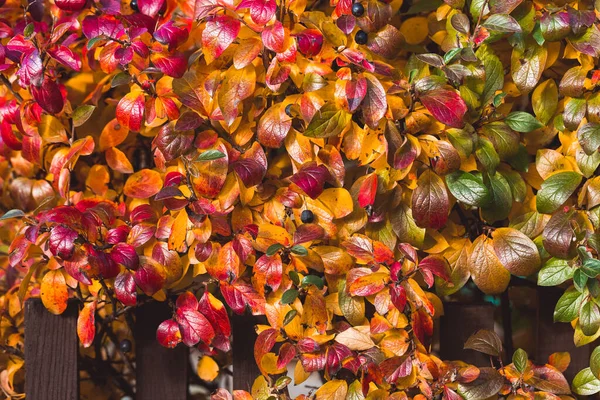 Lebhaften Hintergrund der Herbst bunten Blättern — Stockfoto