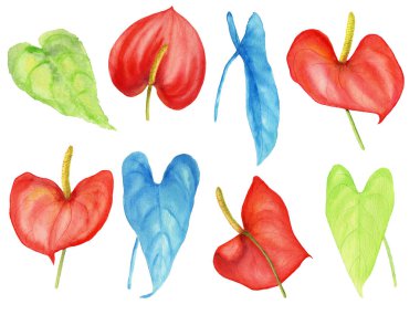 Kırmızı anthurium çiçekleri ve tropikal yapraklar.