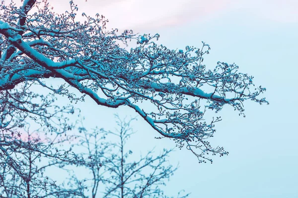 Üppige Äste eines Baumes im Schnee — Stockfoto