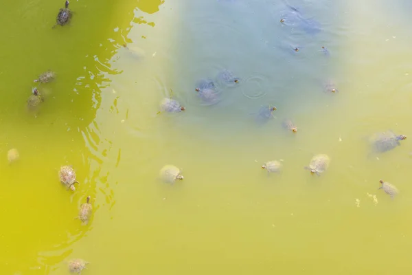 Schildkröten im grünen Wasser des Flusses — Stockfoto