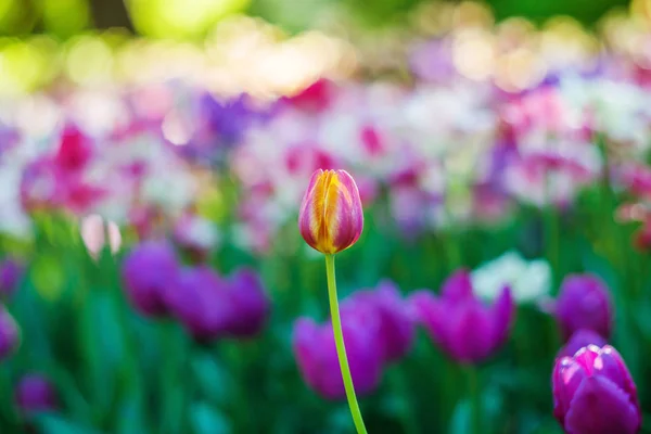 Delikatne kwiaty tulipan zbliżenie — Zdjęcie stockowe