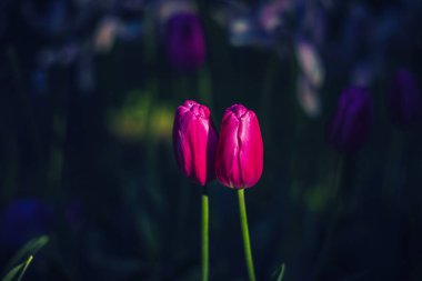 Koyu arkaplanda iki parlak pembe lale.