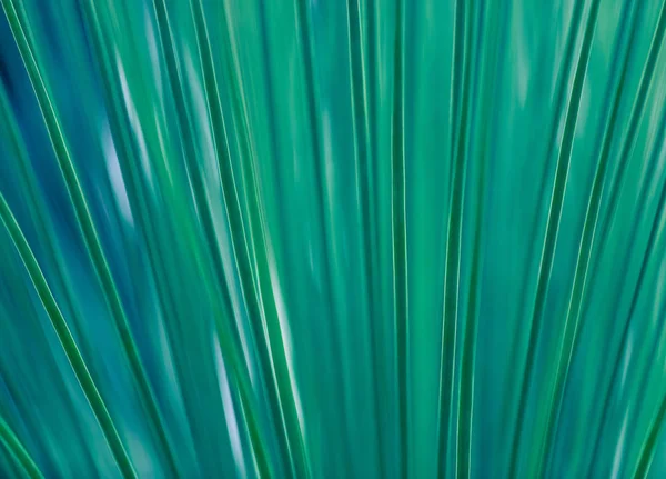 Abstract turquoise background of a tropical palm leaf