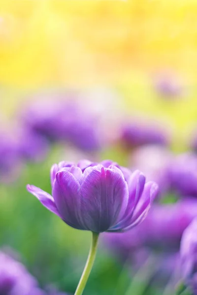 Flor de tulipán violeta suave sobre un fondo amarillo borroso —  Fotos de Stock