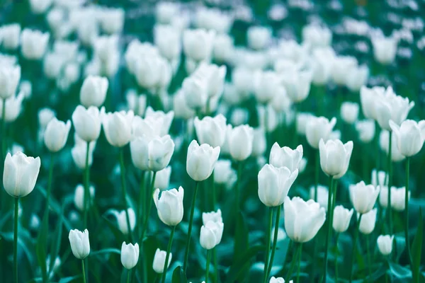 Tle kwiatów białych tulipanów — Zdjęcie stockowe