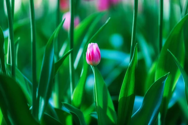 Różowy i biały kwiat tulipana na zielonym tle liści — Zdjęcie stockowe
