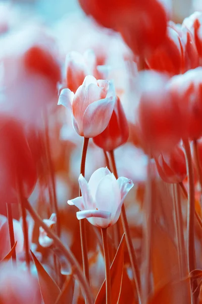Flores de tulipán suaves tiernas —  Fotos de Stock