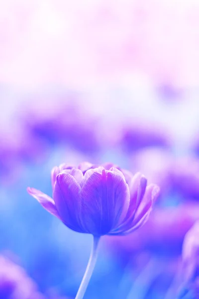 Flor de tulipán violeta suave sobre un fondo azul borroso —  Fotos de Stock