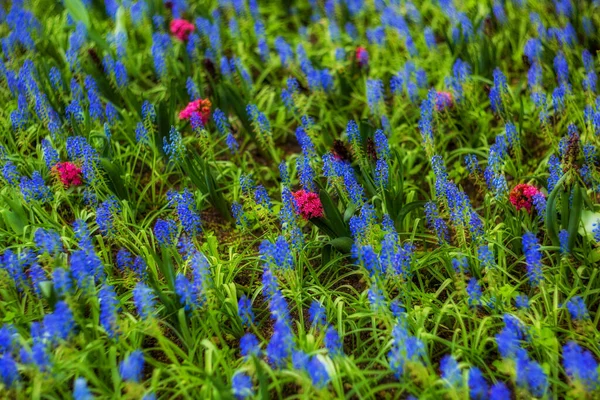 Helles Feld aus blauen Muscari und roten Hyazinthen — Stockfoto