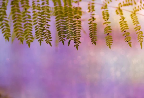 Rosa Hintergrund mit schönen Unschärfen und Umrahmung der grünen Blätter — Stockfoto
