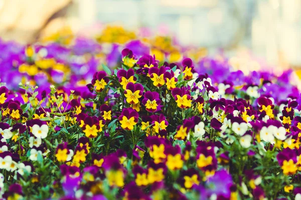 Violette und gelbe Veilchen auf einem verschwommenen floralen Hintergrund — Stockfoto