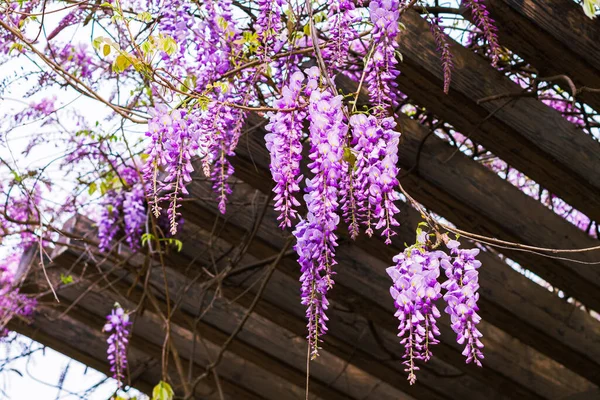 Amazing clusters of wisteria flowers