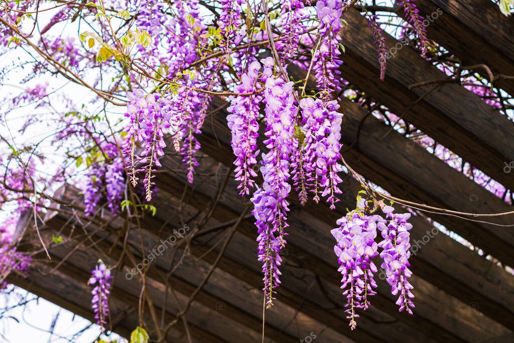 Amazing clusters of wisteria flowers