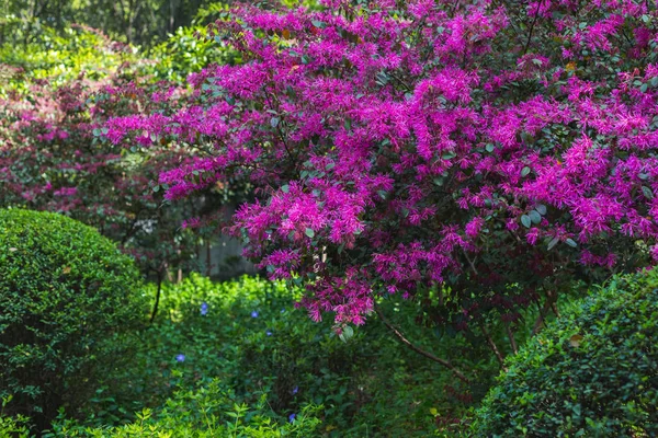 Schöne flauschige Sträucher von Loropetal — Stockfoto