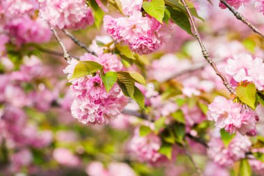 Fantastic sakura blossom in Asia