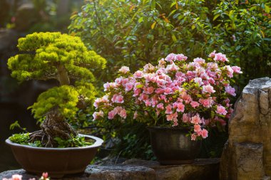 Pine bonsai and camellia in a pots in the sunlight