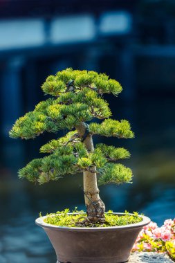 Pine bonsai in a pot in the sunlight