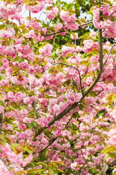 Fantastisk sakura blomma i Asien — Stockfoto