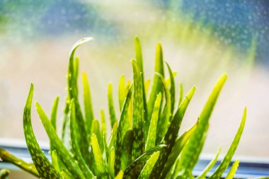 Aloe vera bitkisi yaprakları. Etli, parlak yeşil yapraklı bir arka plan. Evde büyüyor.