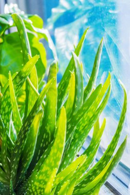 Aloe Vera arka planda kalır. Etli, parlak yeşil yaprakların doğal arka planı. Doğal cilt bakımı için bitki, alternatif ve bitkisel ilaçlar, ilk yardım