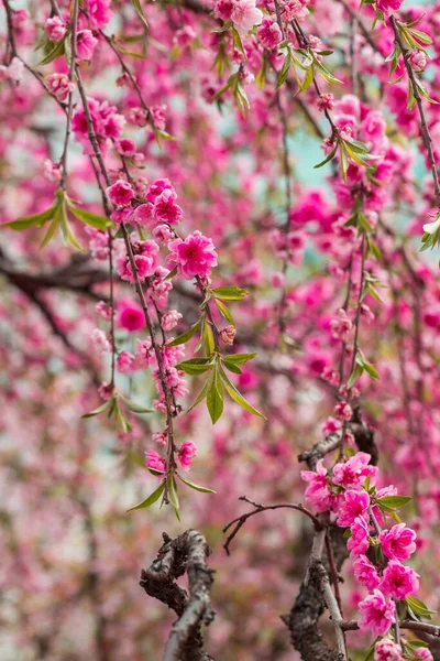 Lysande Sakura Blomma Asien Mjukt Rosa Dubbel Frodig Sakura Blommor — Stockfoto