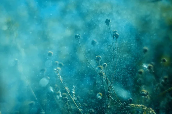 Zachte Turquoise Achtergrond Met Grazige Planten Sprays Fakkels Vrije Ruimte — Stockfoto