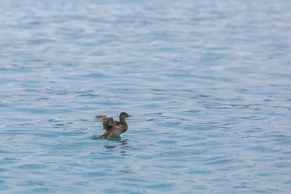 Ente Auf Dem Wasser Wildenten Fliegen Über Den See Ente — Stockfoto