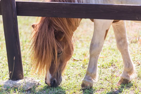 Cute horse image. Sweet little pony. Head of a horse in profile chewing grass, sunlit mane and bangs, bihind the fence.