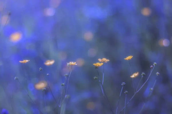 Fondo Abstracto Violeta Fantástico Fondo Púrpura Borroso Con Flores Amarillas —  Fotos de Stock