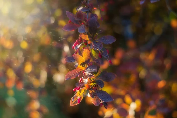 Красные Ягоды Фиолетовые Оранжевые Листья Барбариса Инсолированные Солнцем Естественные Осенние — стоковое фото