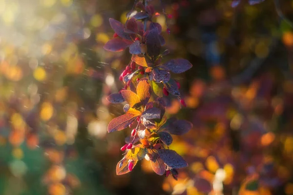 Baies Rouges Feuilles Violettes Oranges Épine Vinette Ensoleillées Feuilles Automne — Photo