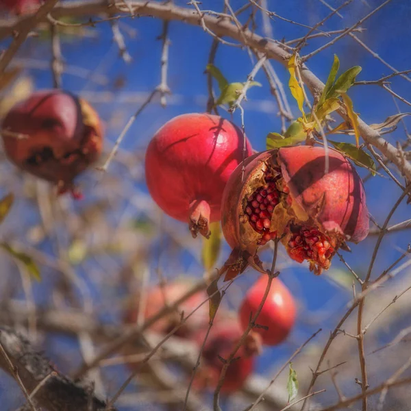 Gyümölcs Természetes Háttér Érett Piros Gránátalma Gyümölcs Egy Ágon Repedt — Stock Fotó