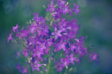Bulanık mavi arka planda mor çan çiçekleri. Çiçek doğal bir geçmişi var. Tonlanmış görüntü. Metin için boş alan