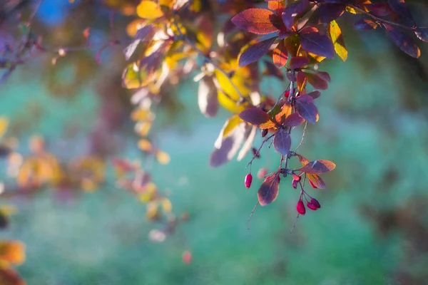 Berberitzenblätter Und Beeren Rote Beeren Und Violette Und Orangefarbene Blätter — Stockfoto