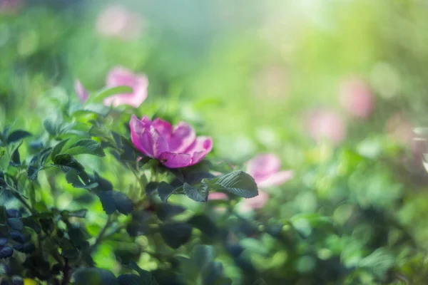 Fondo Natural Floral Verde Rosa Rosa Silvestre Flor Primer Plano —  Fotos de Stock
