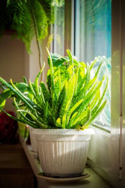 Aloe vera plant in a pot. Window gardening. Aloe vera plant leaves. Background with fleshy bright green leaves. Growing at home. Houseplant on the windowsill. clipart