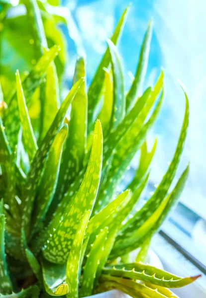 Алоэ Вера Растительный Фон Естественный Фон Плоти Ярко Зеленые Листья — стоковое фото
